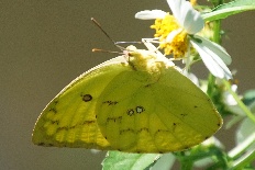 Maurilia bilineata - Zitronenauswanderer
